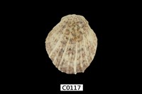 藏品(海菊蛤)的圖片